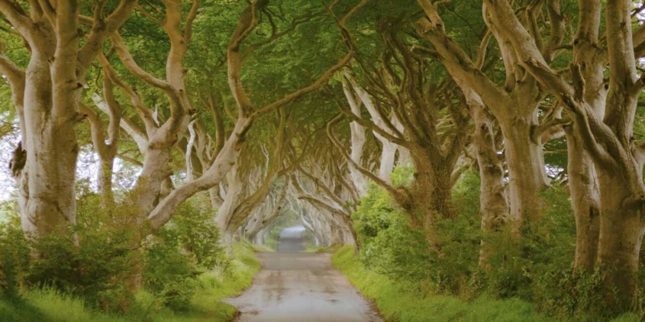 The Dark Hedges, Ireland Poster Print by Pangea Images - Item # VARPDX2AP3994